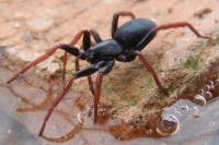 Trachyzelotes pedestris