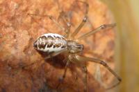 Linyphia triangularis
