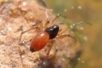 Ostearius melanopygius