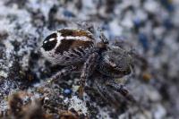 Pellenes tripunctatus