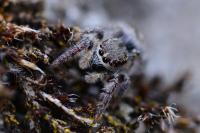 Pellenes tripunctatus