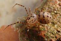 Scytodes thoracica