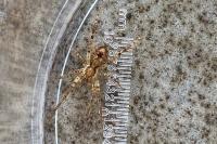 Anyphaena accentuata