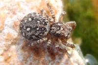 Attulus pubescens
