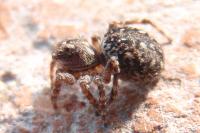 Attulus pubescens