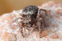 Attulus pubescens