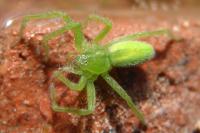 Micrommata virescens