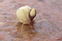 Neottiura bimaculata