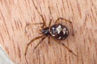 Steatoda triangulosa