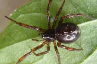 Steatoda bipunctata
