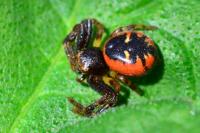 Synema globosum