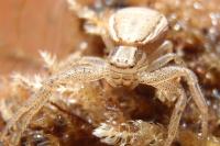 Xysticus ulmi