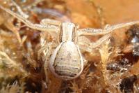 Xysticus ulmi