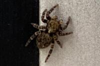 Pseudeuophrys erratica