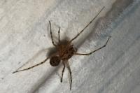 Scytodes thoracica