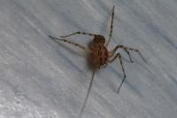 Scytodes thoracica