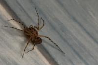 Scytodes thoracica