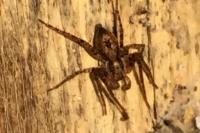 Anyphaena accentuata
