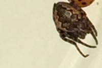 Nuctenea umbratica