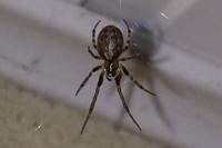 Zygiella x-notata