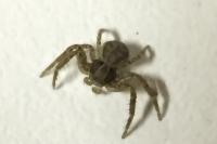 Xysticus