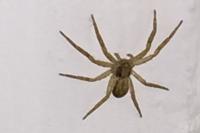 Philodromus dispar