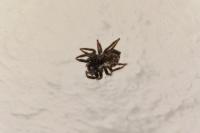 Pseudeuophrys lanigera