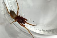 Dysdera