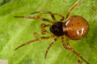 Steatoda bipunctata