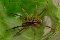 Trochosa ruricola