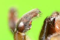 Trochosa ruricola