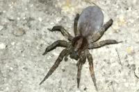 Trochosa