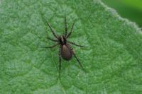 Pardosa