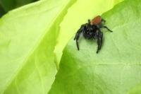 Carrhotus xanthogramma