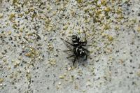 Salticus scenicus