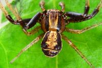 Xysticus ulmi