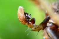 Xysticus ulmi