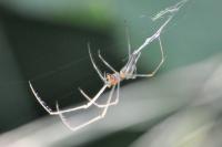 Tetragnatha
