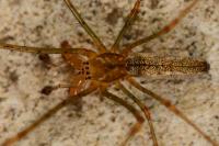 Tetragnatha montana