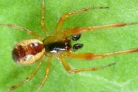 Anelosimus vittatus