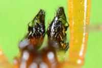 Anelosimus vittatus