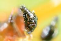 Anelosimus vittatus