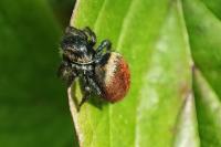 Carrhotus xanthogramma