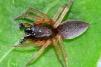Clubiona brevipes