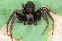 Xysticus acerbus