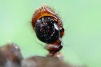 Xysticus acerbus