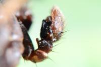 Xysticus acerbus