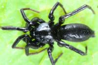 Drassyllus lutetianus