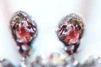 Drassyllus lutetianus