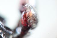 Drassyllus lutetianus